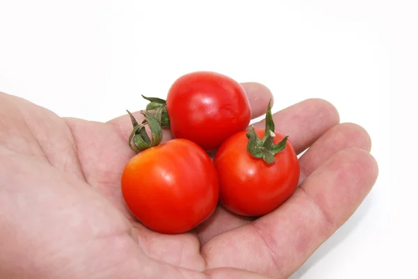 Ντομάτα σε ένα χέρι — Φωτογραφία Αρχείου