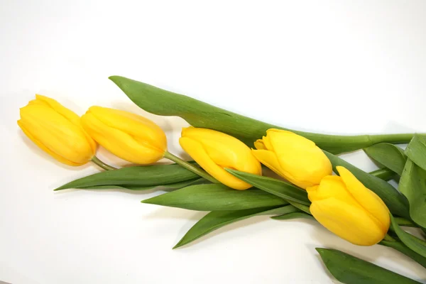 Żółte tulipany Obraz Stockowy