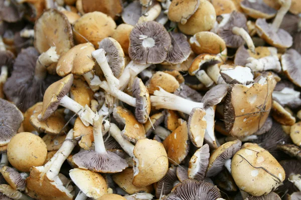 Mushroom — Stock Photo, Image