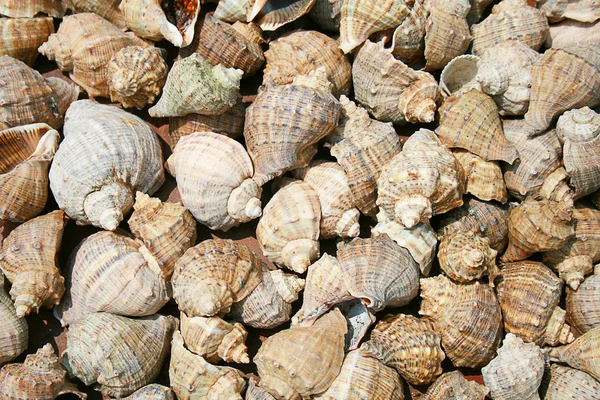 Marine shells — Stock Photo, Image