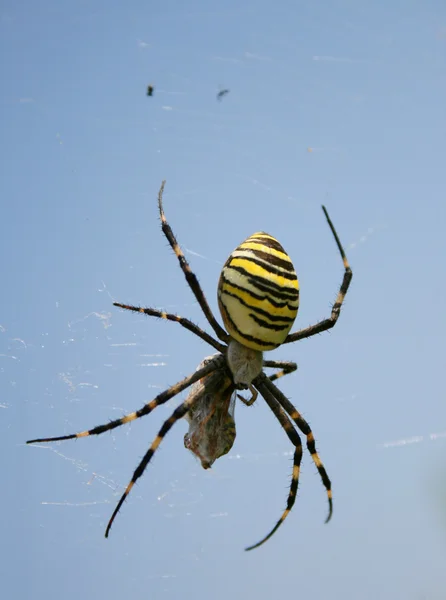 stock image Spider