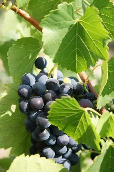 Урожай на виноградной лозе — стоковое фото