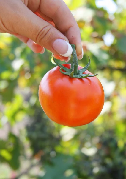 Tomato in a hand — Stock Photo, Image