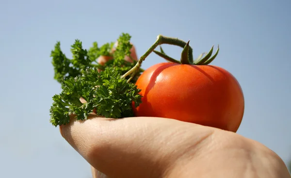 Tomat i en hand — Stockfoto