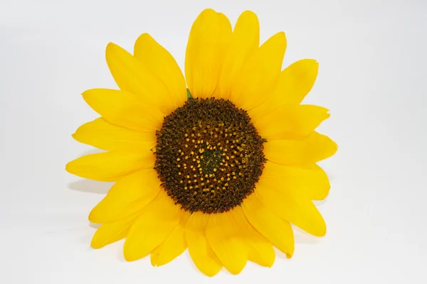 Stock image Sunflower