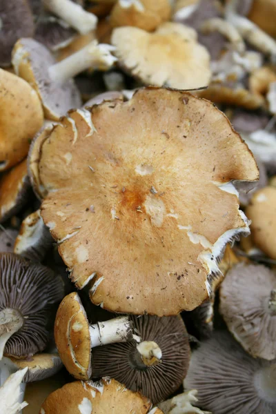 蘑菇；蘑菇 图库照片