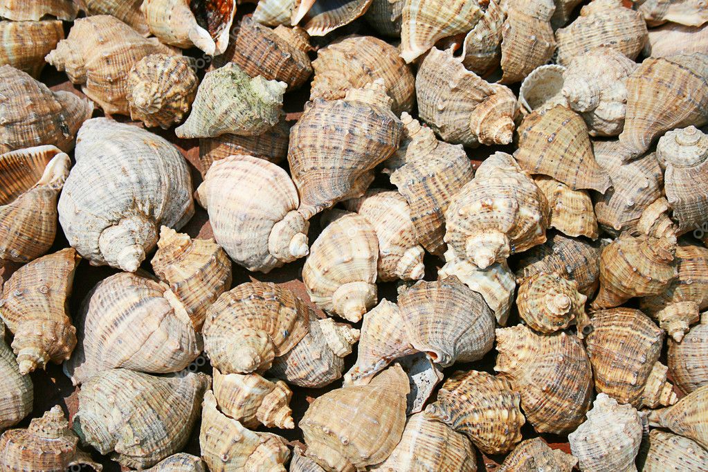 Marine shells — Stock Photo © stepan #1266016