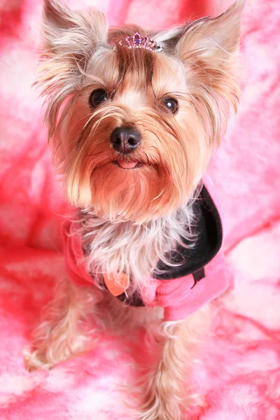 Yorkshire terrier Immagini Stock Royalty Free