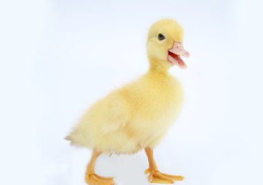 Duck clipart