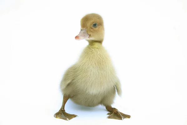 stock image Duck