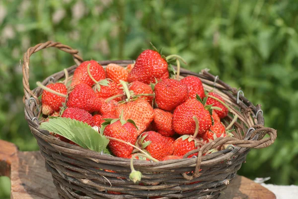 stock image Basket with a ripe strawberry