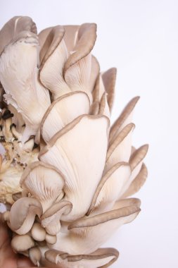 Oyster mushrooms clipart