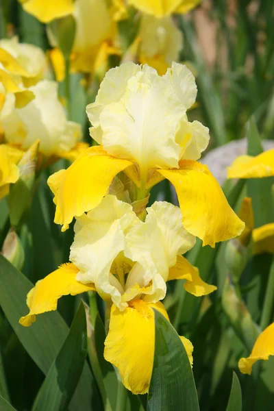 stock image Yellow Iris