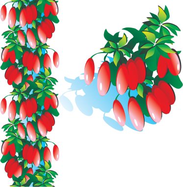 Sweet barberry clipart