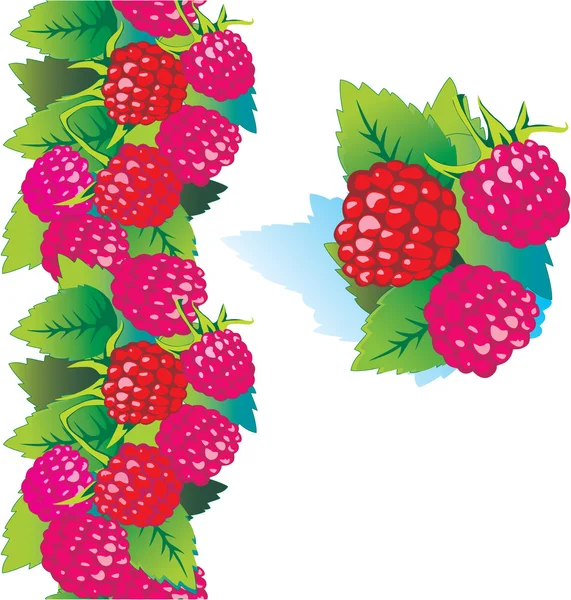 stock vector Ripe raspberry.