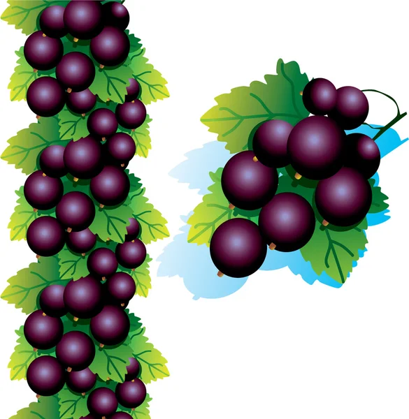 Svarta vinbär — Stock vektor