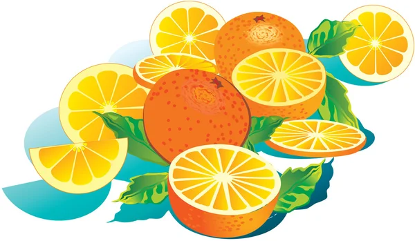 Juicy oranges. — Stock Vector