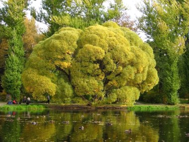 Old branchy tree at a pond clipart