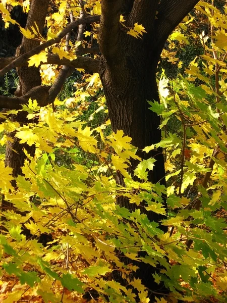 Осеннее дерево. Фрагмент . — стоковое фото