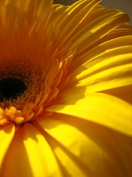 stock image Yellow flower