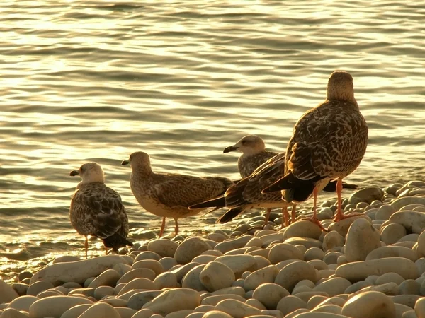 Kıyıdaki martılar