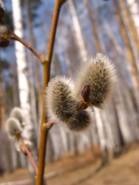 stock image Willow branch in birch wood