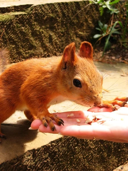 stock image Feeding the squirrel