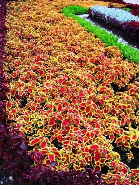 Lecho de flores brillante — Foto de Stock
