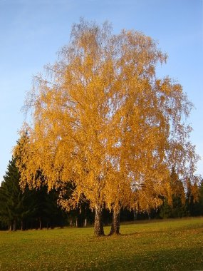 Ağaçlı manzara