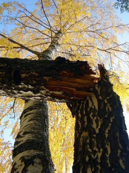 Stock image Broken birch