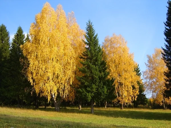 stock image Landscape with trees