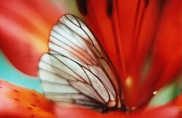 Бабочка на ярком цветке — стоковое фото