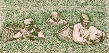 Farmers picking tea clipart