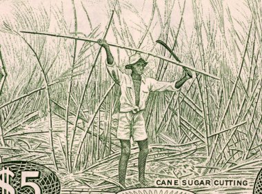 Sugar Cane Harvesting clipart