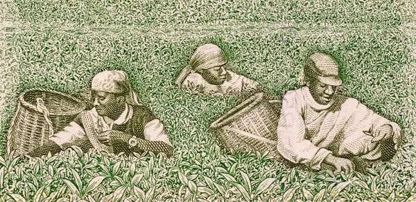 Farmers picking tea — Stock Photo, Image