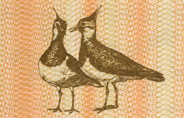 Pair of Eurasian Lapwings — Stock Photo, Image