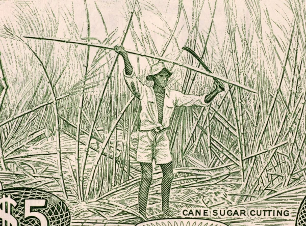 Sugar Cane Harvesting — Stock Photo, Image