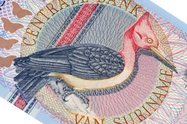 Exotic bird on banknote from Suriname clipart