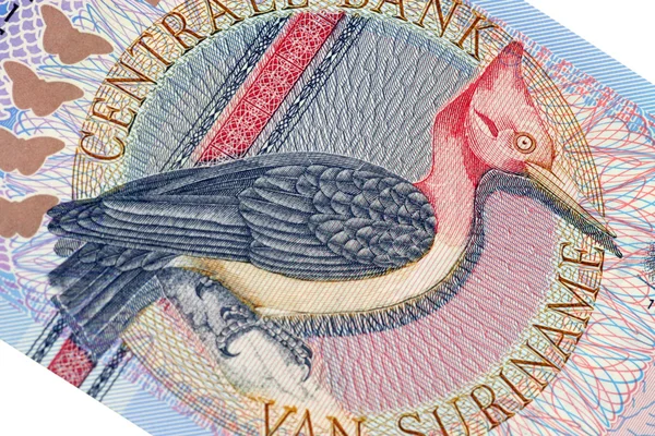 Aves exóticas na nota do Suriname — Fotografia de Stock