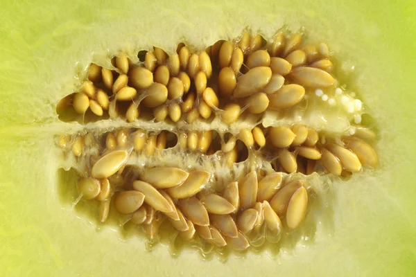 stock image Melon Seeds