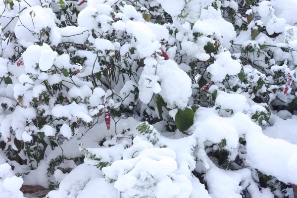 stock image Plants covered with snow