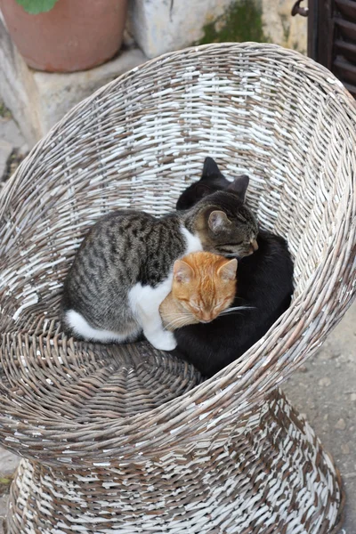 Три кошки отдыхают в холоде — стоковое фото