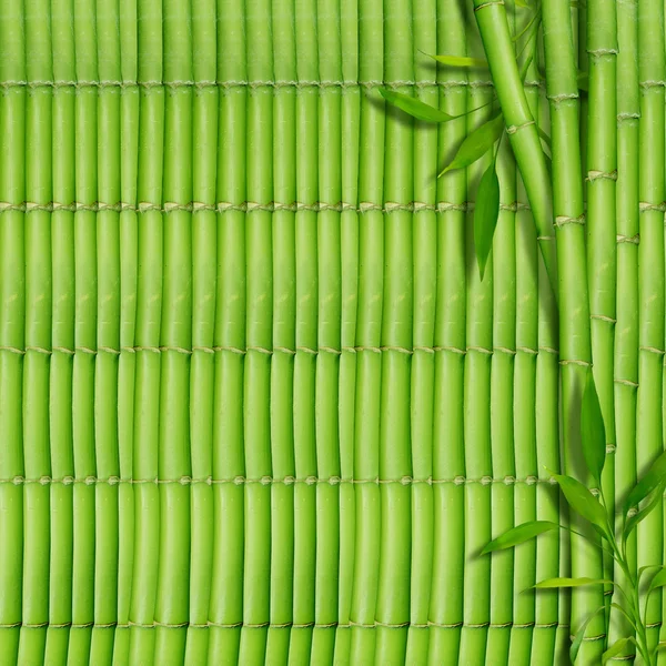 stock image Bamboo