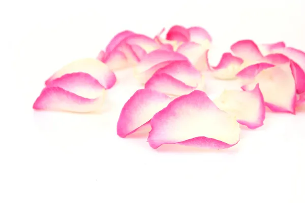 Kronblad av rosor — Stockfoto