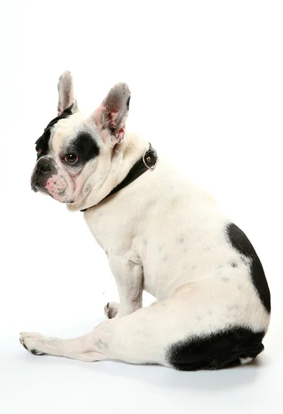 El bulldog francés — Foto de Stock