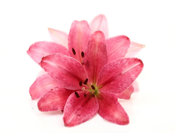 Pink lily Stock Image