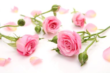 Pink roses clipart