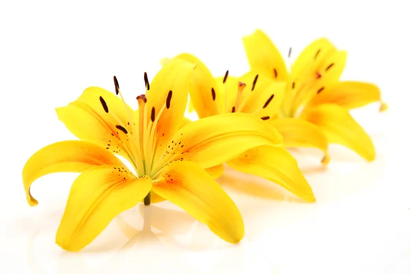 Желтые лилии — стоковое фото