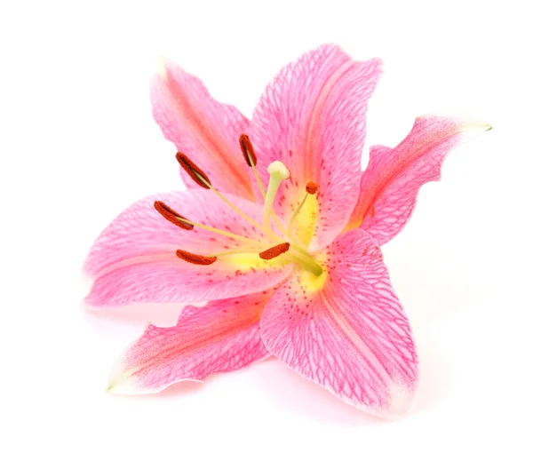 Lilia różowa — Zdjęcie stockowe