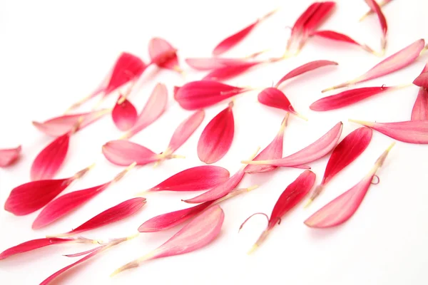ピンクの花びら — ストック写真